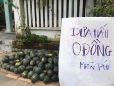ban tu thien   xa hoi phat giao tp hoi an mua 8 tan dua hau ung ho nong dan