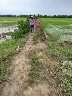 dua vao su dung con duong dan sinh tai soc trang