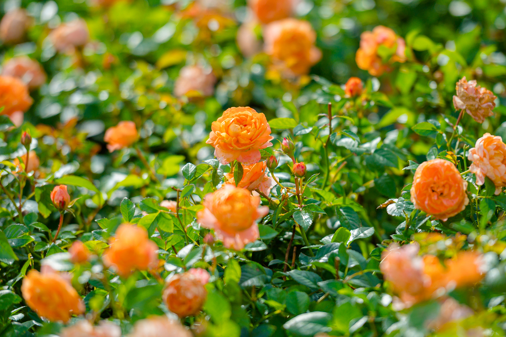 Núi Bà Đen là một thiên đường hoa hồng của Việt Nam. Tận hưởng những khung cảnh đẹp tuyệt vời, chiêm ngưỡng các loài hoa hồng đầy màu sắc rực rỡ, đồng thời những ngôi đền linh thiêng. Hãy đến đây thưởng thức và lưu lại những khoảnh khắc đẹp nhất.