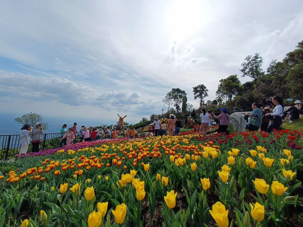 du khach tap nap len nui ba den de khong bo lo hoa tulip cuoi vu