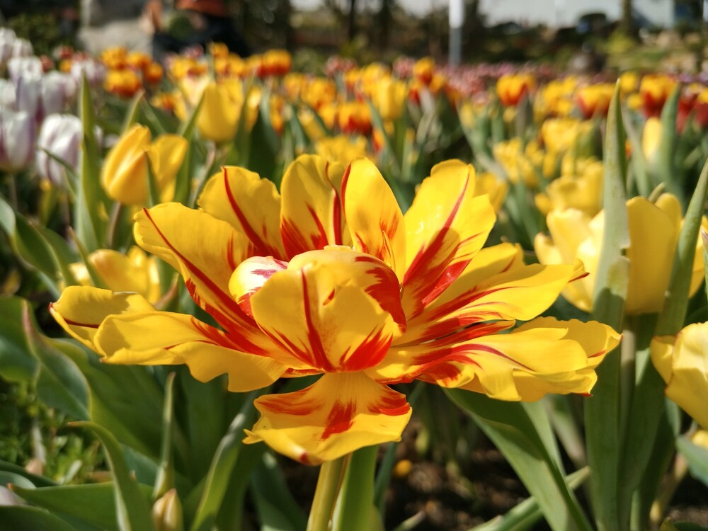 du khach tap nap len nui ba den de khong bo lo hoa tulip cuoi vu