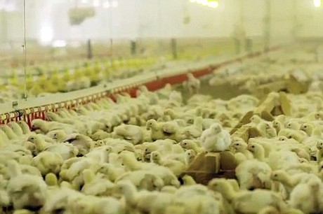 quy trinh 35 ngay cua tu than tren ban an cua cac chu ga kfc toi nghiep